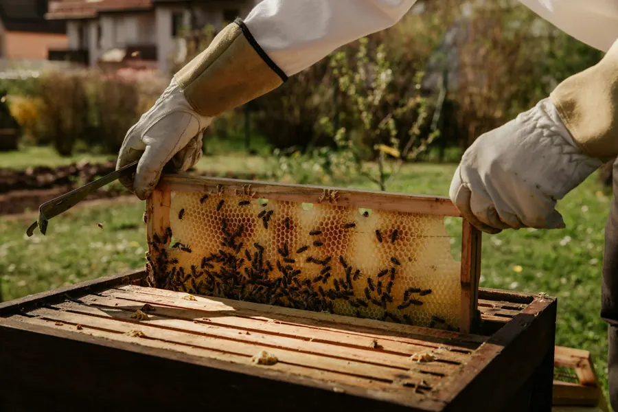 L’apicultrice sort de la ruche un cadre couvert d’abeilles