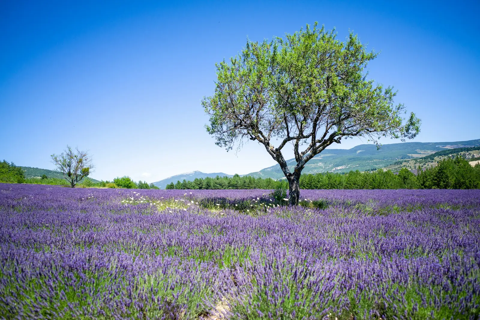 Un arbre seul au milieu d'un champ de lavande